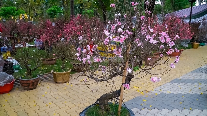 - Ảnh 2. - Ảnh 2.