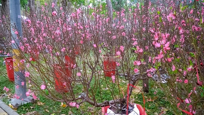 - Ảnh 5. - Ảnh 5.