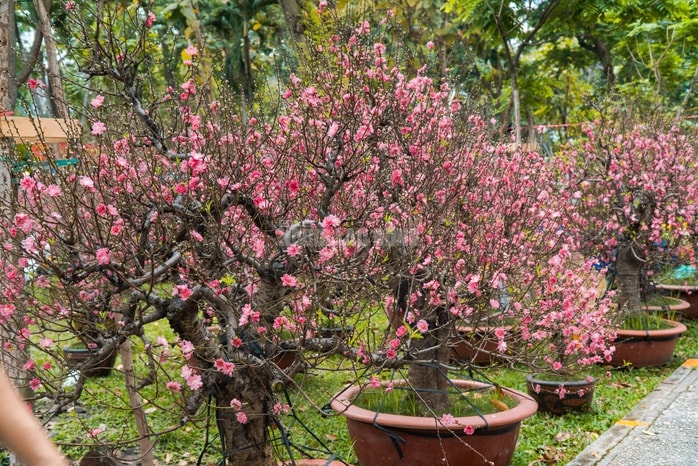 - Ảnh 6. - Ảnh 6.