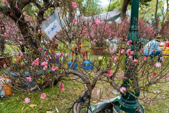 - Ảnh 8. - Ảnh 8.