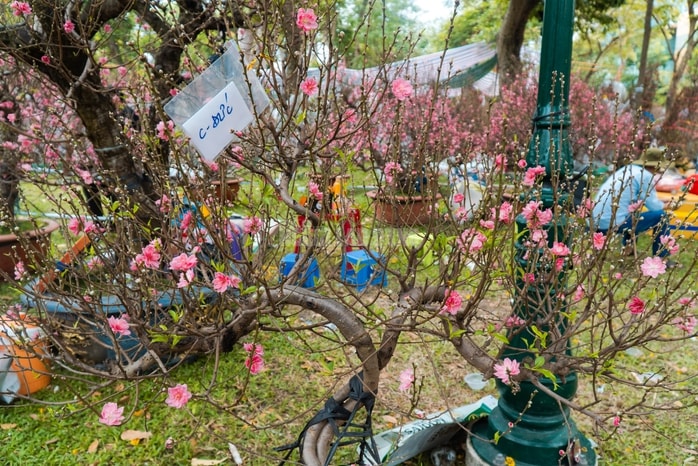 - Ảnh 9. - Ảnh 9.