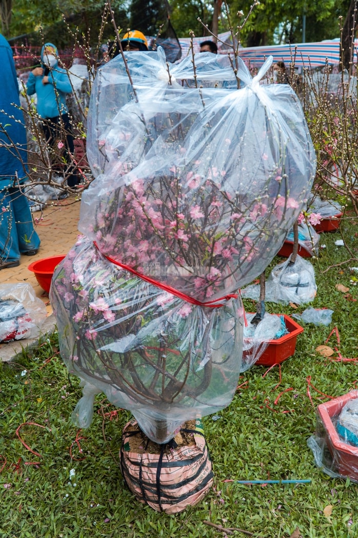 - Ảnh 12. - Ảnh 12.