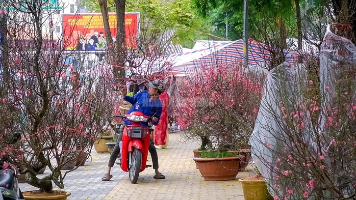 - Ảnh 14. - Ảnh 14.