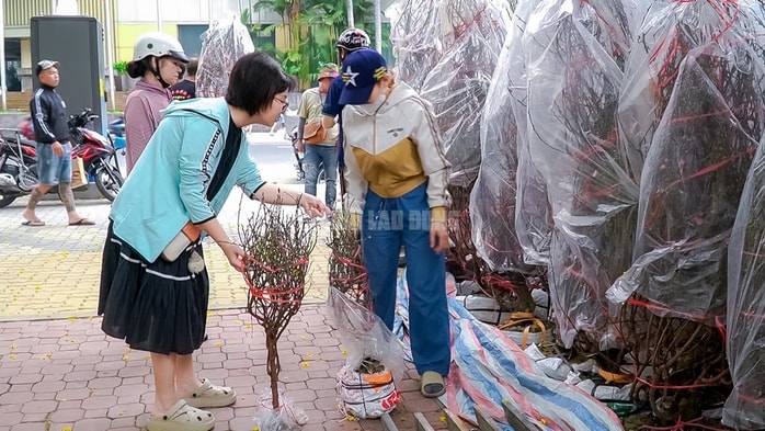 - Ảnh 18. - Ảnh 18.