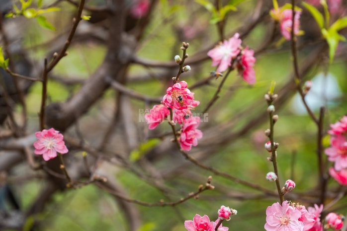 - Ảnh 19. - Ảnh 19.