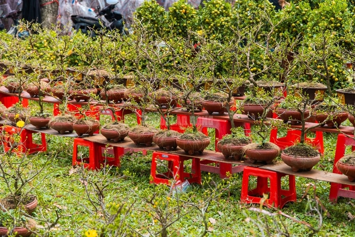 - Ảnh 22. - Ảnh 22.