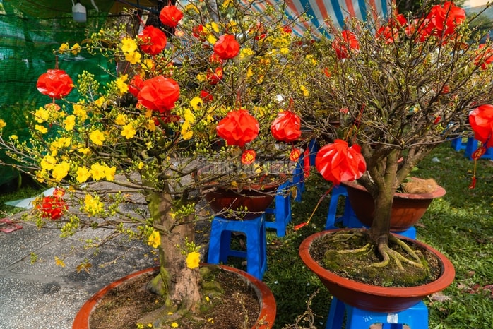 - Ảnh 23. - Ảnh 23.