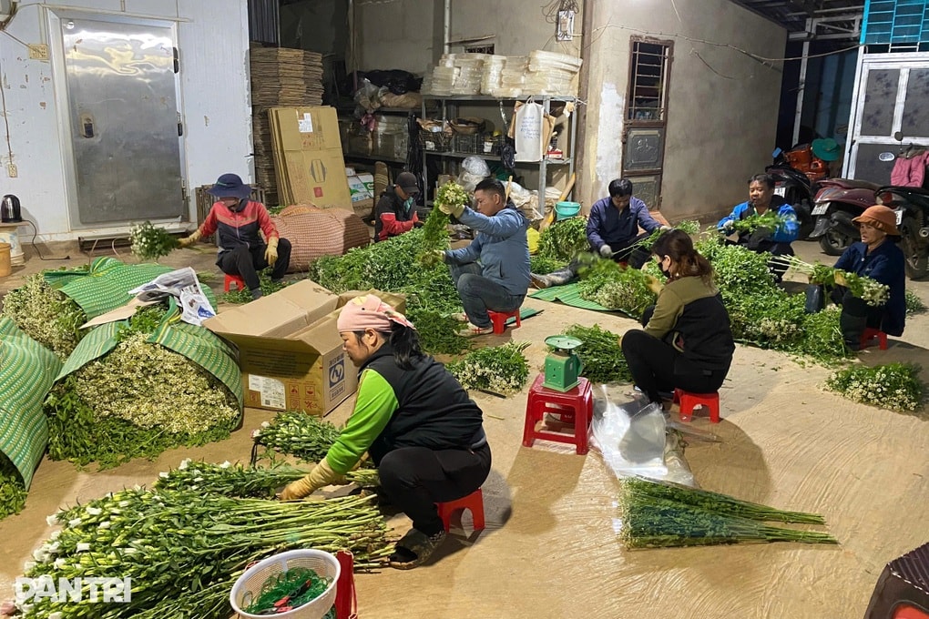 Hoa “cháy” hàng, chủ trang trại Lâm Đồng làm việc xuyên Tết - 1