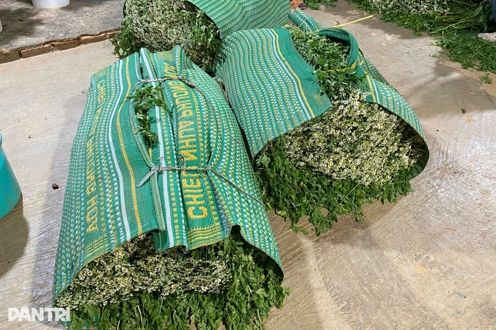 Hoa “cháy” hàng, chủ trang trại Lâm Đồng làm việc xuyên Tết - 4