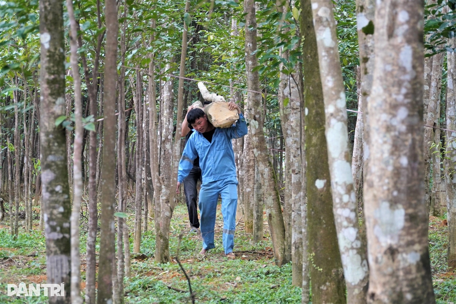 Giáp Tết, về xã miền núi thu trăm tỷ mỗi năm nhờ tìm vàng trong thân cây - 9 Giáp Tết, về xã miền núi thu trăm tỷ mỗi năm nhờ tìm vàng trong thân cây - 9