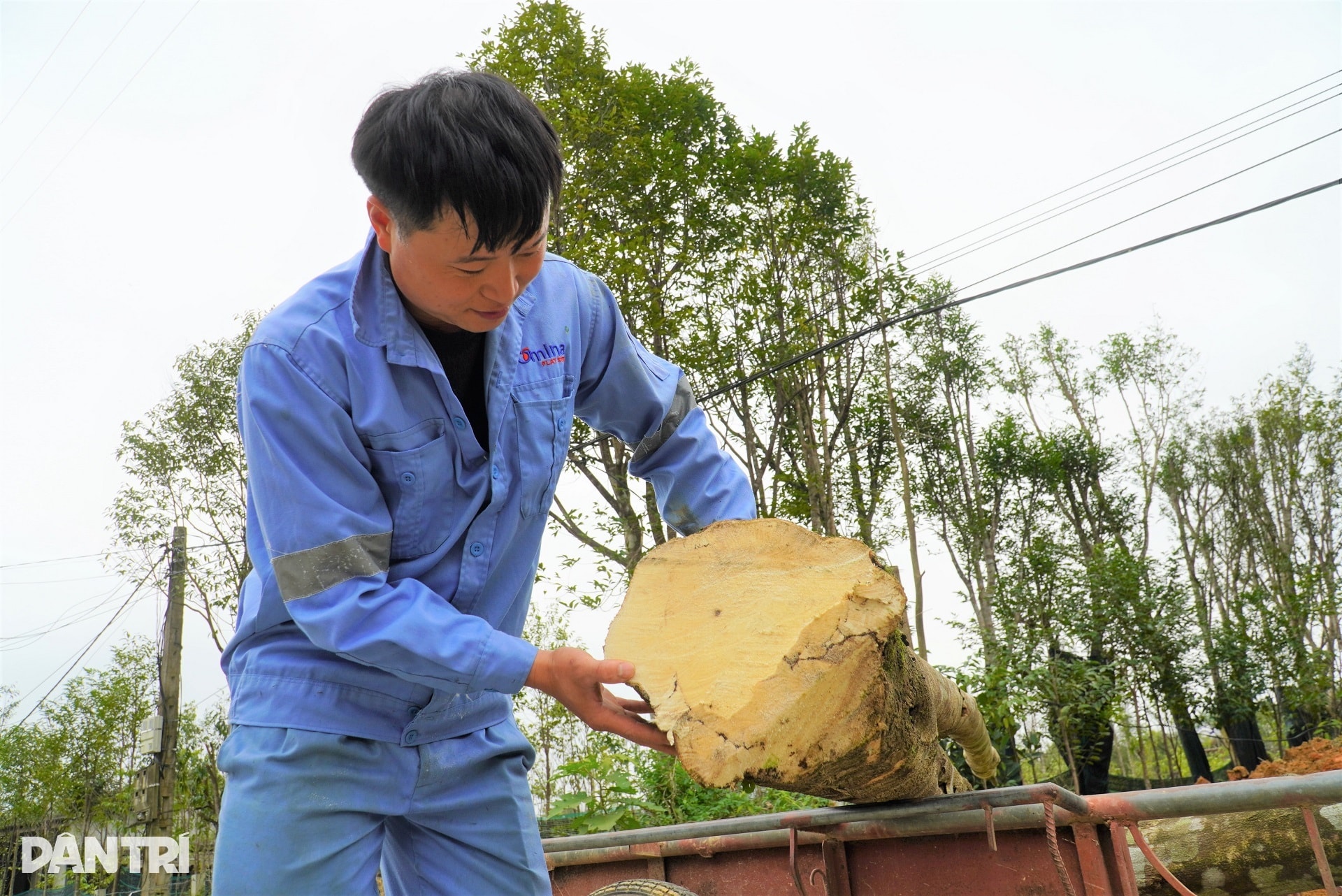 Giáp Tết, về xã miền núi thu trăm tỷ mỗi năm nhờ tìm vàng trong thân cây - 10 Giáp Tết, về xã miền núi thu trăm tỷ mỗi năm nhờ tìm vàng trong thân cây - 10