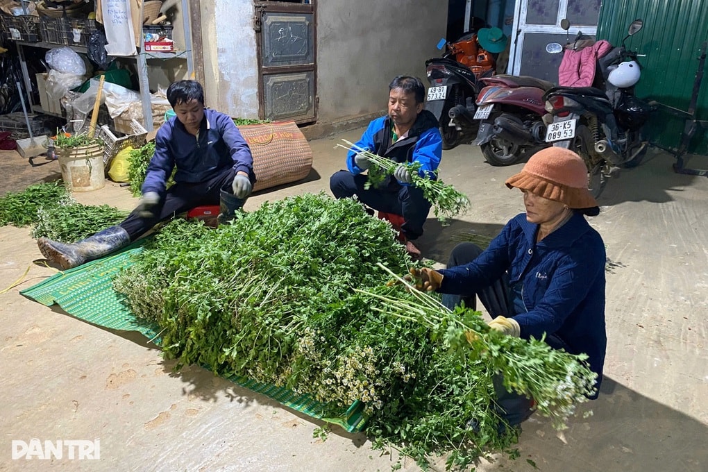 Hoa “cháy” hàng, chủ trang trại Lâm Đồng làm việc xuyên Tết - 5