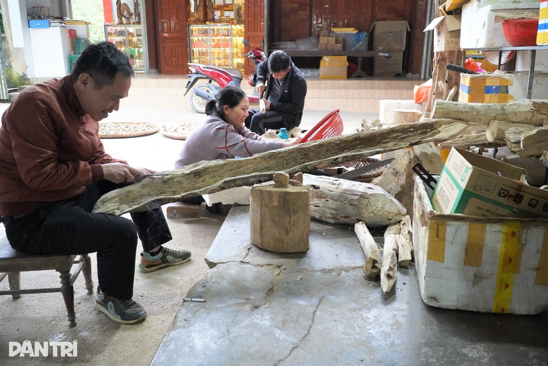 Giáp Tết, về xã miền núi thu trăm tỷ mỗi năm nhờ tìm vàng trong thân cây - 2 Giáp Tết, về xã miền núi thu trăm tỷ mỗi năm nhờ tìm vàng trong thân cây - 2