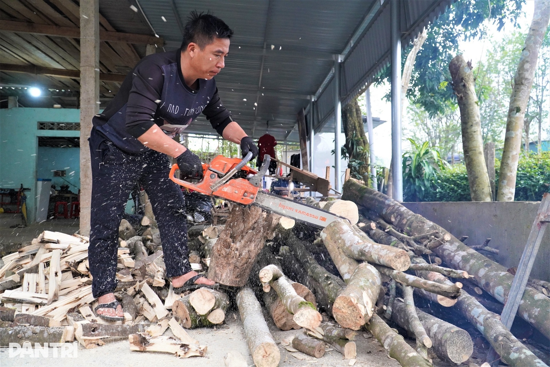 Giáp Tết, về xã miền núi thu trăm tỷ mỗi năm nhờ tìm vàng trong thân cây - 3 Giáp Tết, về xã miền núi thu trăm tỷ mỗi năm nhờ tìm vàng trong thân cây - 3