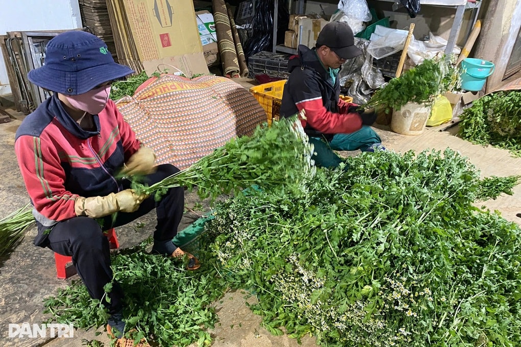 Hoa “cháy” hàng, chủ trang trại Lâm Đồng làm việc xuyên Tết - 3