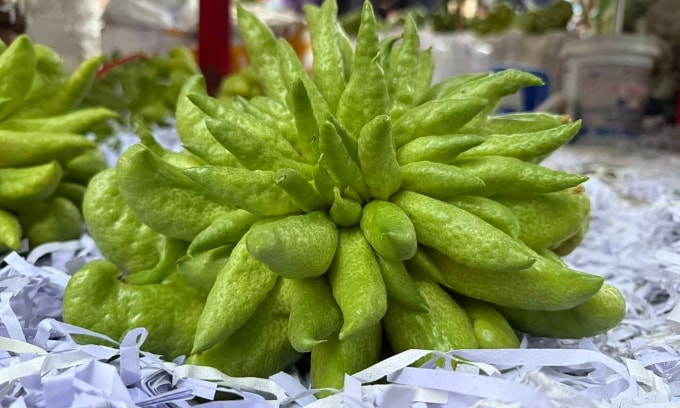 Những trái phật thủ nặng trên 2kg tại cửa hàng ở Hà Nội. Ảnh: Nhân vật cung cấp