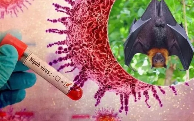 Bộ Y tế ban hành hướng dẫn chẩn đoán và điều trị bệnh do virus Nipah- Ảnh 1.
