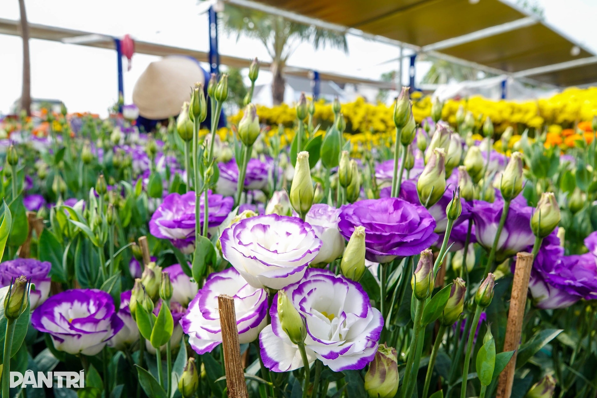 Chợ hoa Tết Cần Thơ nhộn nhịp, hoa cỡ vừa và nhỏ hút khách - 8
