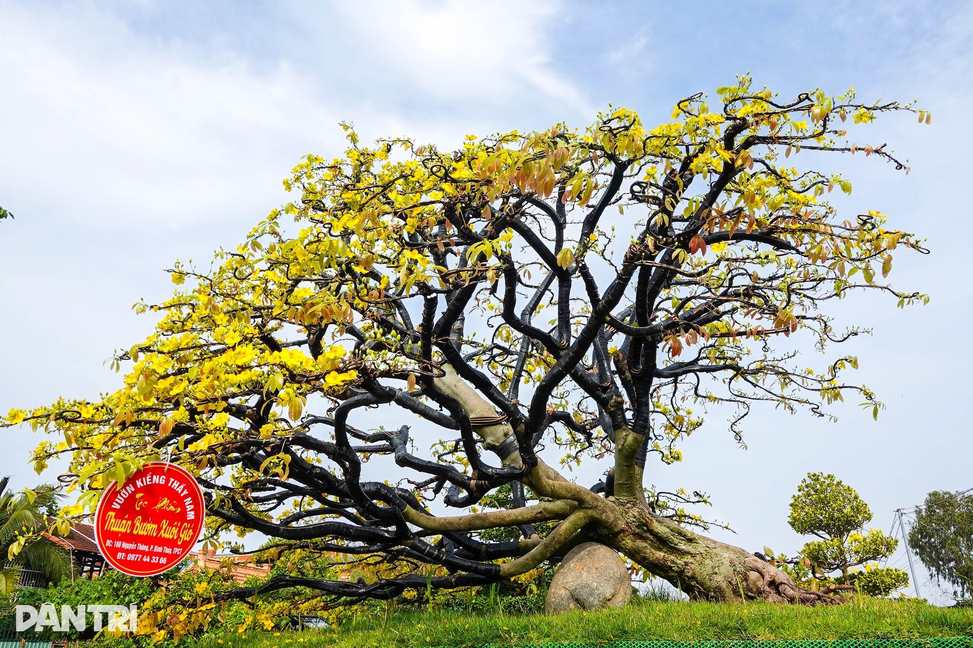 Chợ hoa Tết Cần Thơ nhộn nhịp, hoa cỡ vừa và nhỏ hút khách - 10