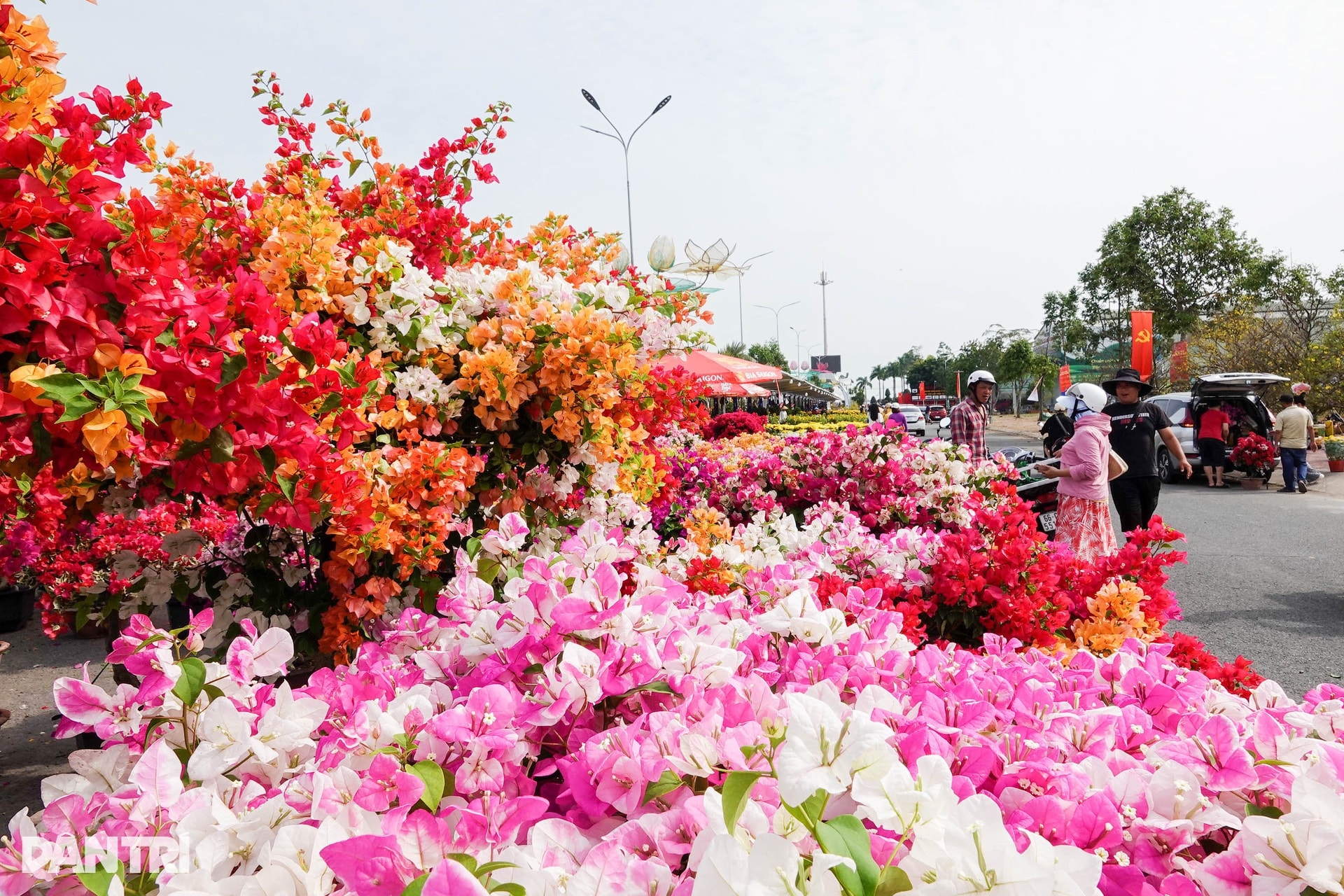 Chợ hoa Tết Cần Thơ nhộn nhịp, hoa cỡ vừa và nhỏ hút khách - 7