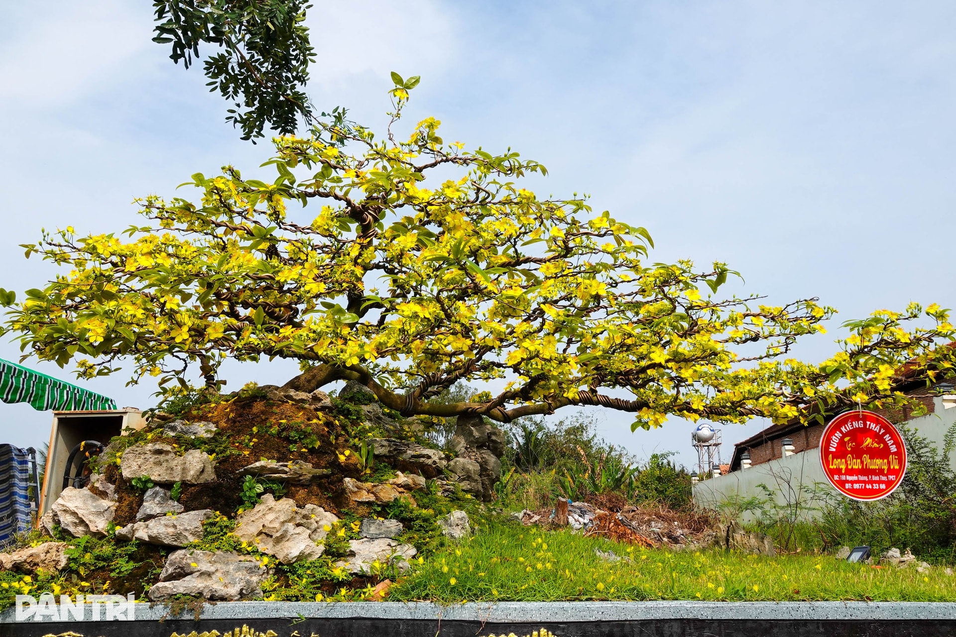 Chợ hoa Tết Cần Thơ nhộn nhịp, hoa cỡ vừa và nhỏ hút khách - 9