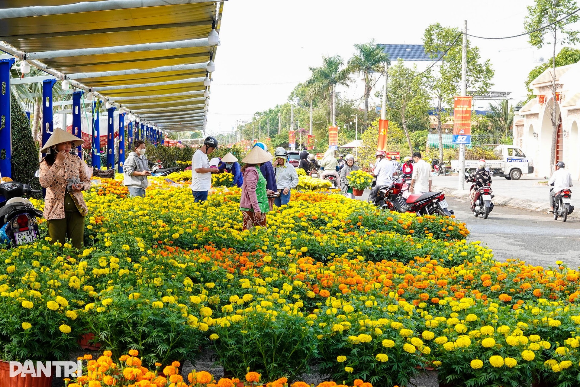 Chợ hoa Tết Cần Thơ nhộn nhịp, hoa cỡ vừa và nhỏ hút khách - 1