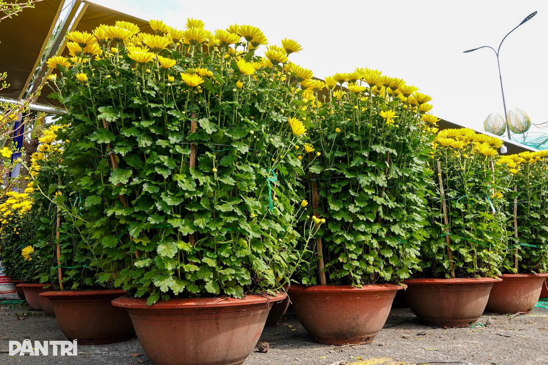 Chợ hoa Tết Cần Thơ nhộn nhịp, hoa cỡ vừa và nhỏ hút khách - 5