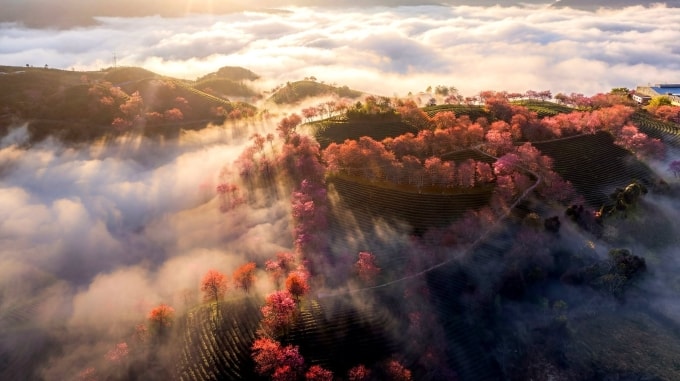 Đồi chè Ô Quy Hồ, Sa Pa tháng 12/2025. Ảnh: Hoàng Trung Hiếu