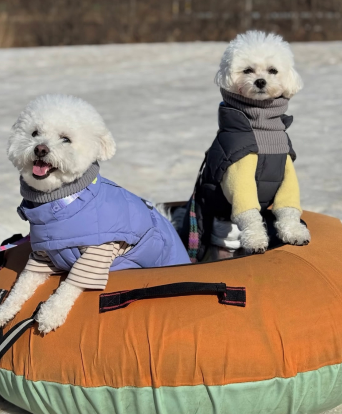 Những chú chó cưỡi trên xe trượt tuyết. Ảnh: Joongangdaily