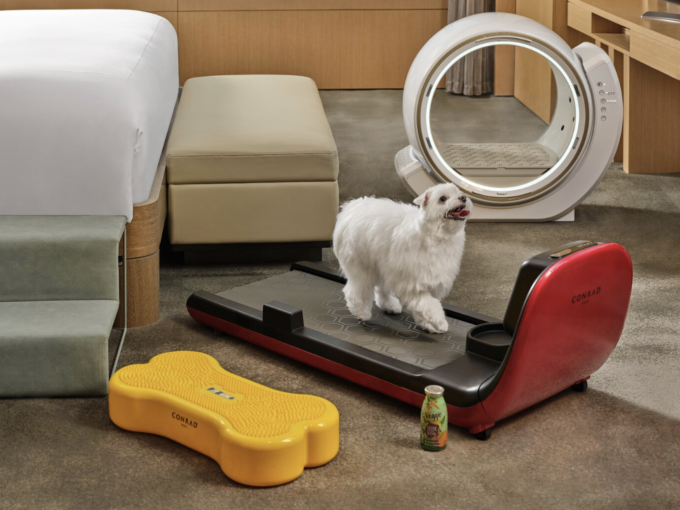 Một chú chó đang đi dạo trên máy chạy bộ dành cho thú cưng, một hoạt động trong gói dịch vụ Pet Mansion tại khách sạn Conrad Seoul. Ảnh: CONRAD SEOUL