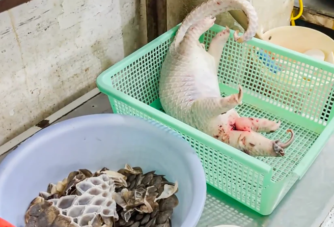 Cảnh sát phát hiện xác tê tê quý hiếm tại nhà hàng. Ảnh: Công an Khánh Hòa