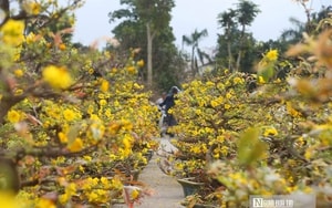 Mẹo hay làm khô gà xé cay đậm vị đón Tết, đã ăn là không thể ngừng - Ảnh 4.