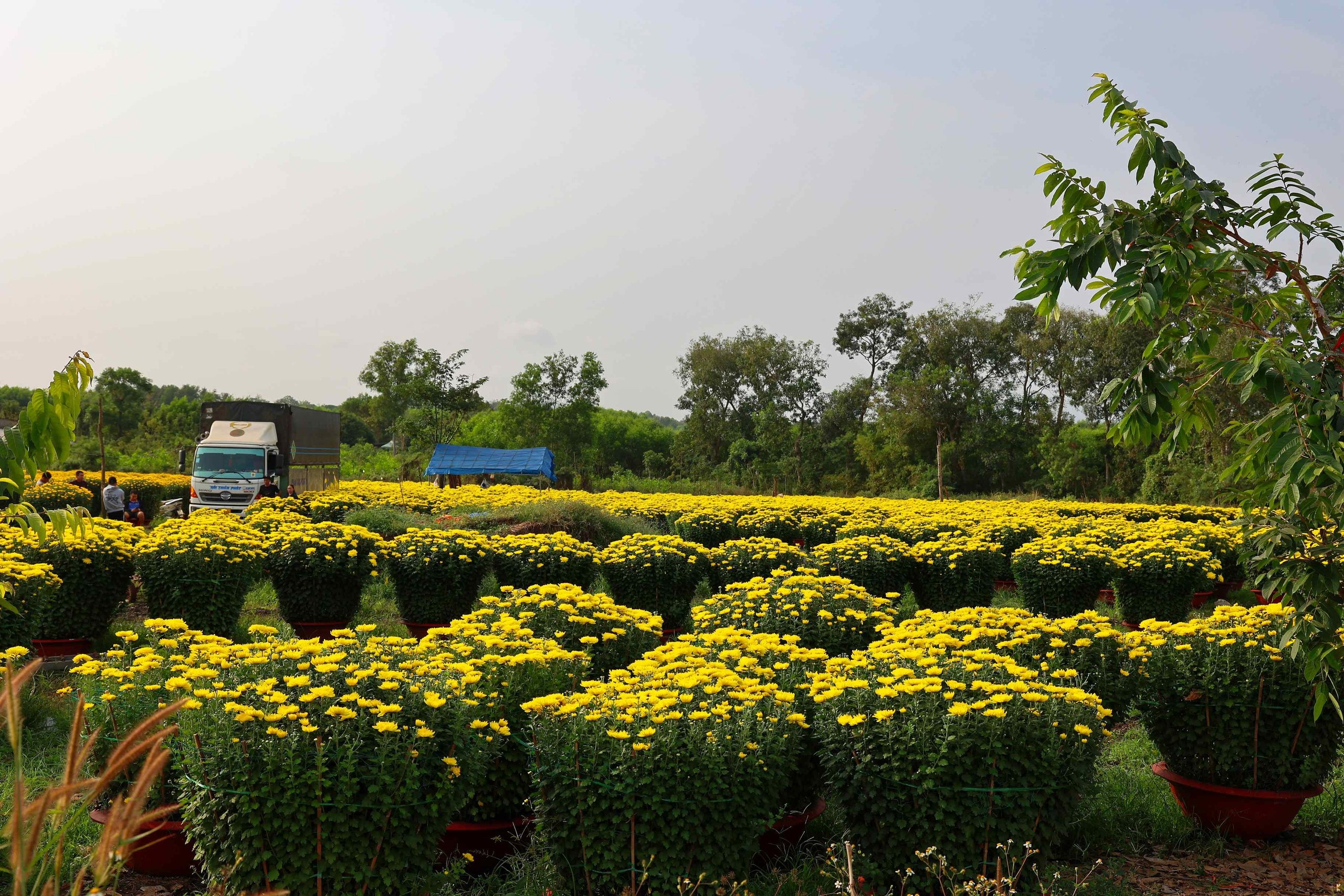 Hoa Tết vào mùa cao điểm: Rộn ràng xe hoa, thấp thỏm nỗi lo - Ảnh 4.