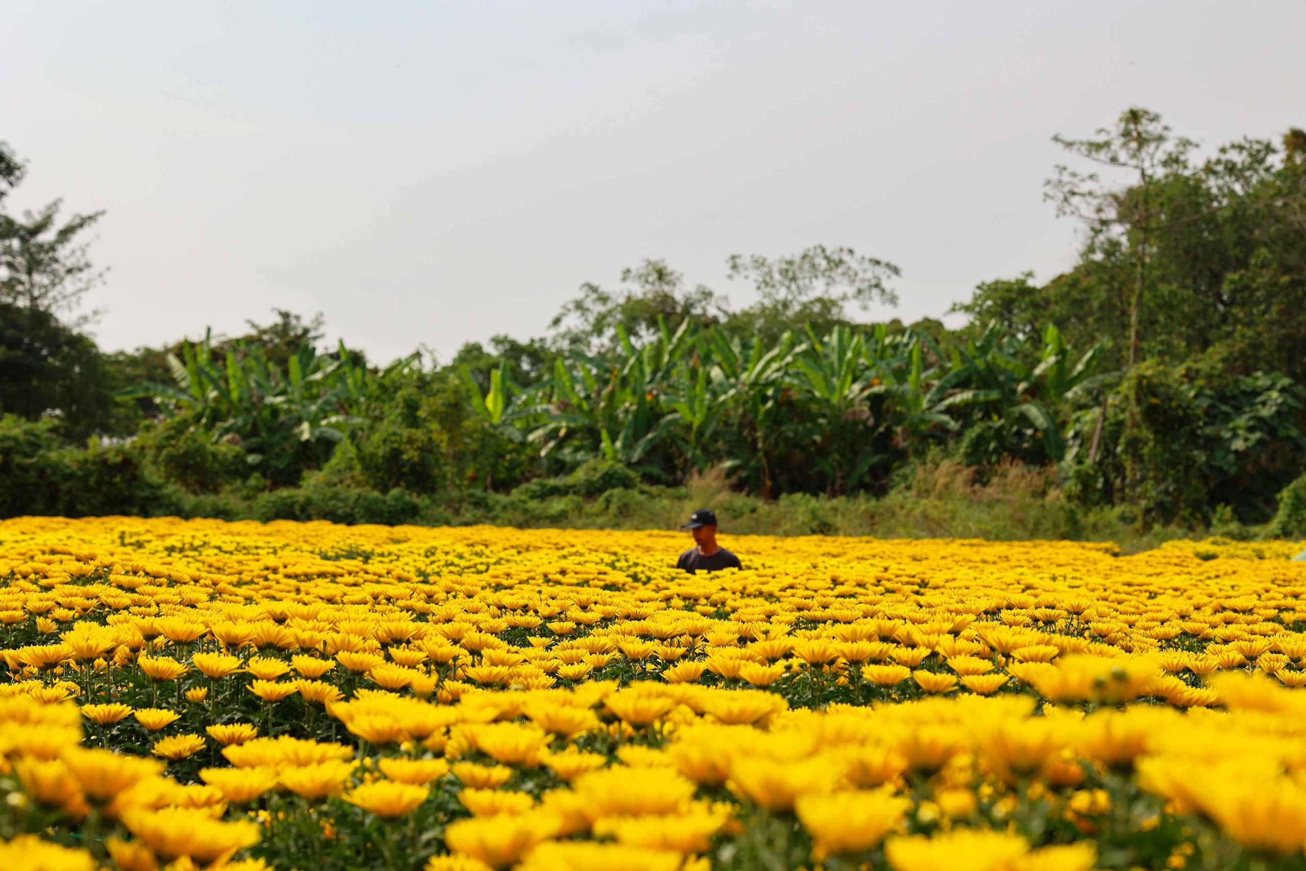 Hoa Tết vào mùa cao điểm: Rộn ràng xe hoa, thấp thỏm nỗi lo - Ảnh 5.