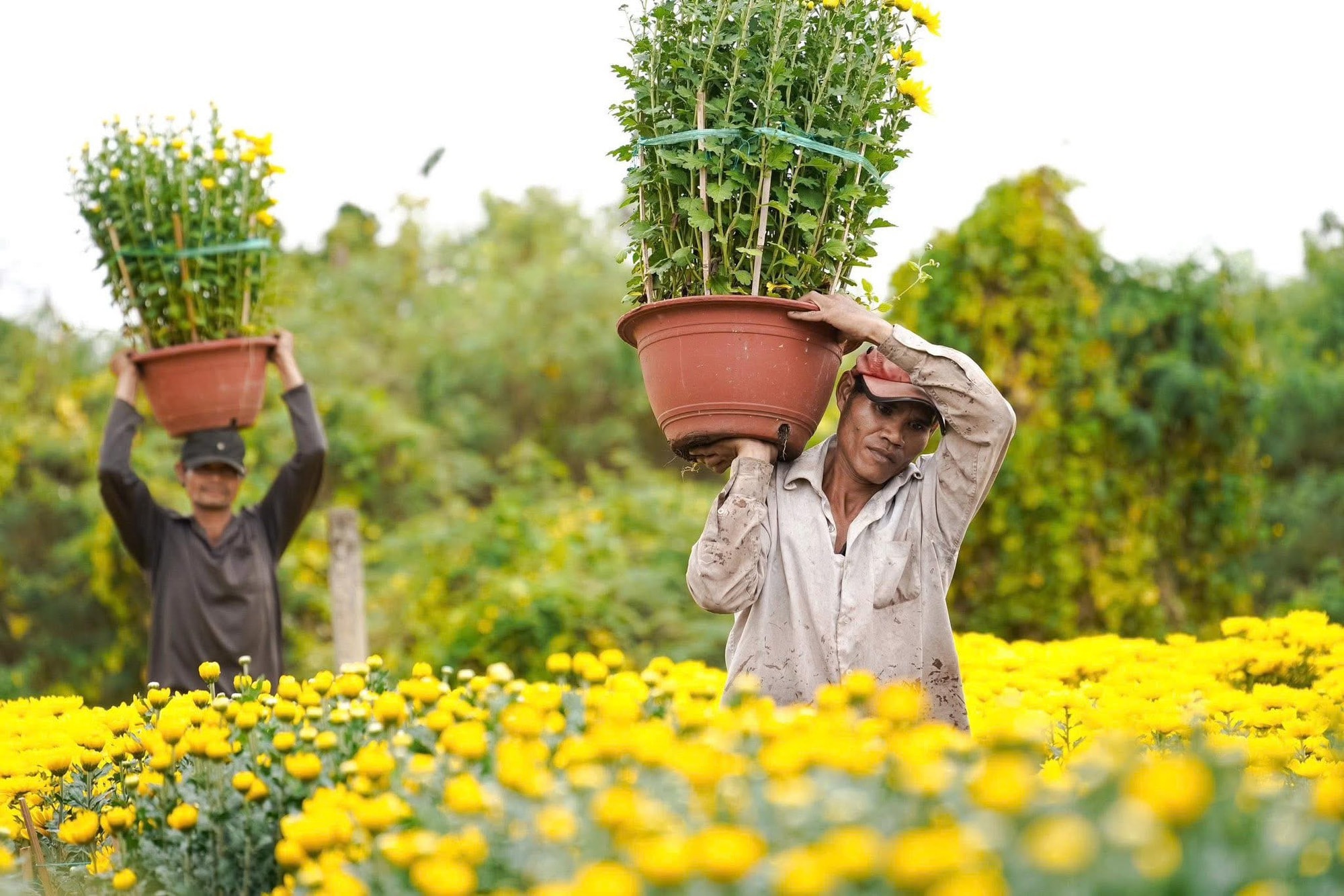 Hoa Tết vào mùa cao điểm: Rộn ràng xe hoa, thấp thỏm nỗi lo - Ảnh 8.