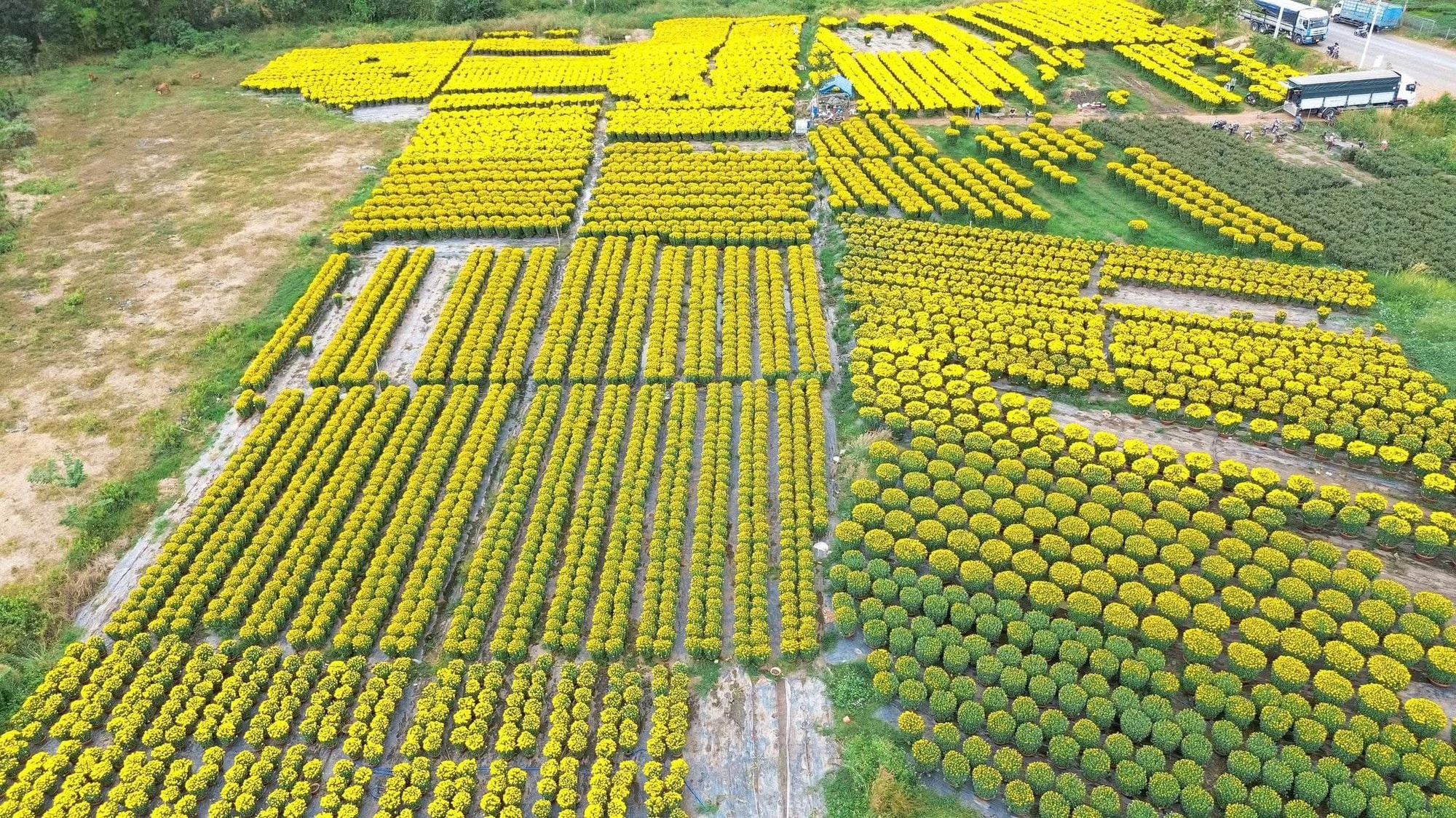 Hoa Tết vào mùa cao điểm: Rộn ràng xe hoa, thấp thỏm nỗi lo - Ảnh 1.