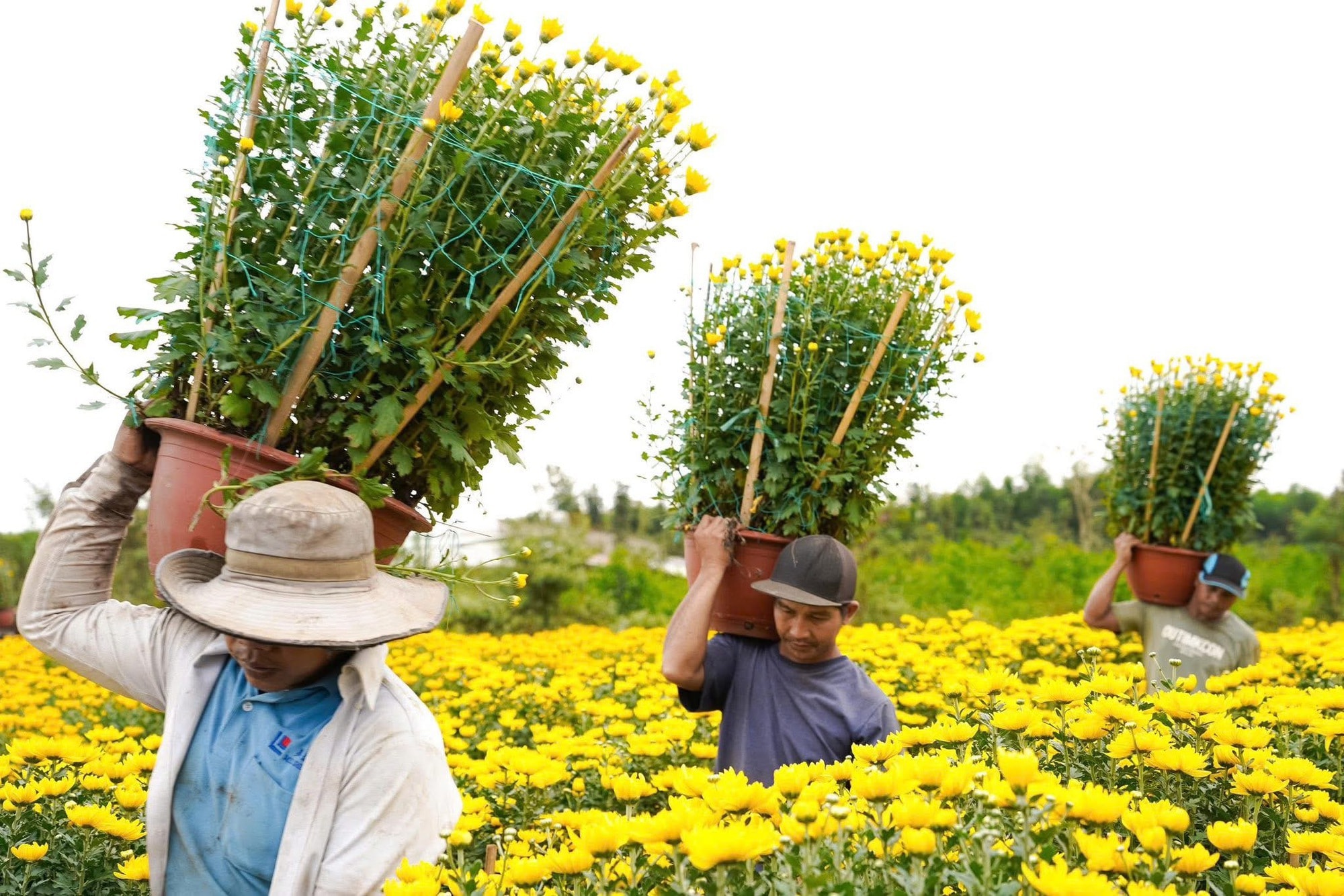 Hoa Tết vào mùa cao điểm: Rộn ràng xe hoa, thấp thỏm nỗi lo - Ảnh 7.