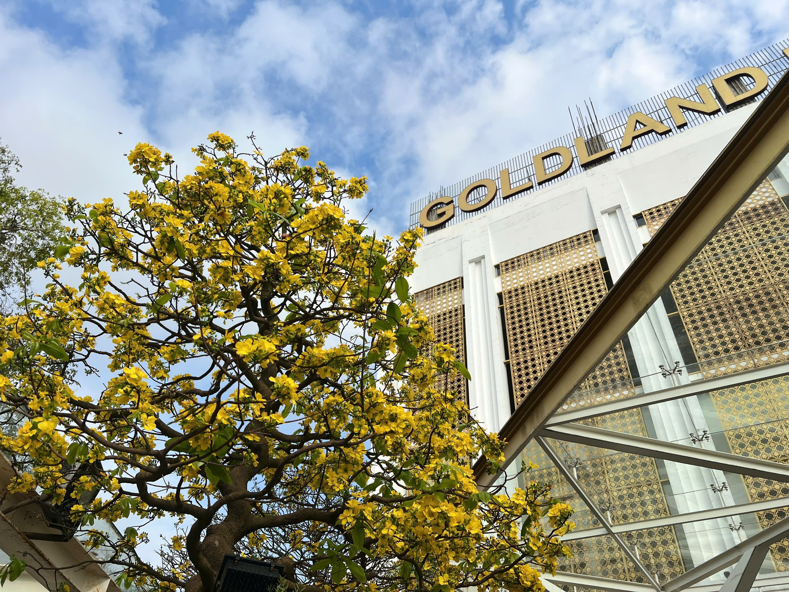 Ngỡ ngàng phố mai vàng ở giao lộ sầm uất bậc nhất xứ Huế - Ảnh 14.