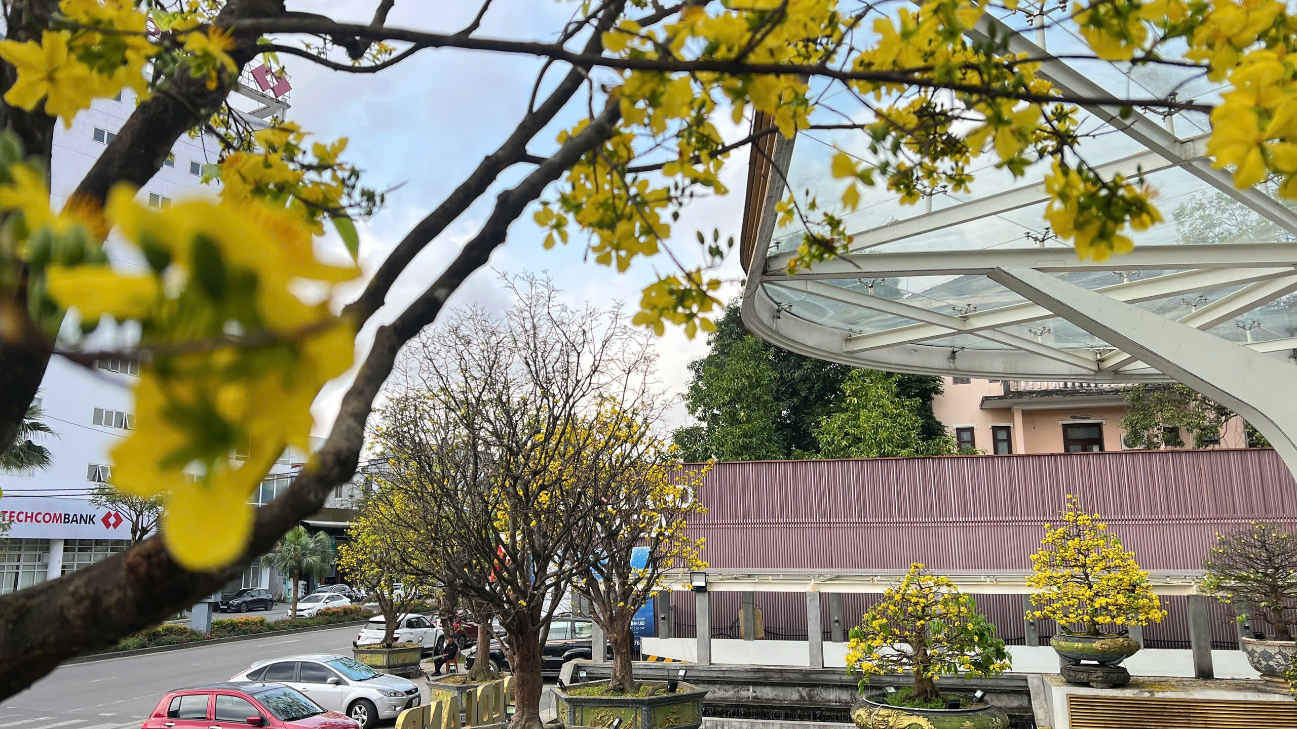 Ngỡ ngàng phố mai vàng ở giao lộ sầm uất bậc nhất xứ Huế - Ảnh 7.