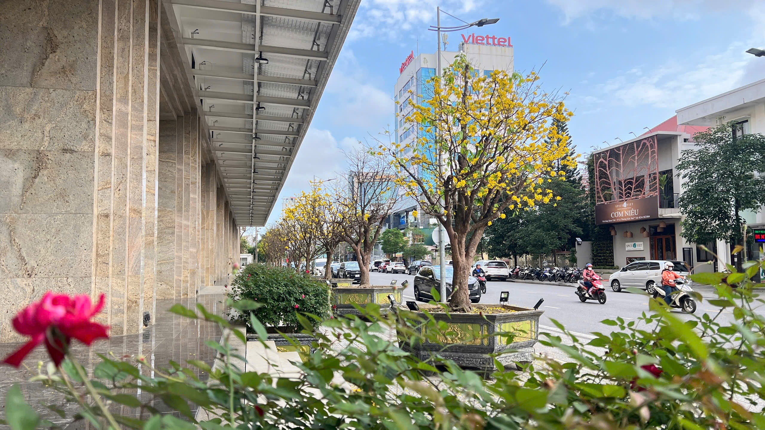 Ngỡ ngàng phố mai vàng ở giao lộ sầm uất bậc nhất xứ Huế - Ảnh 4.