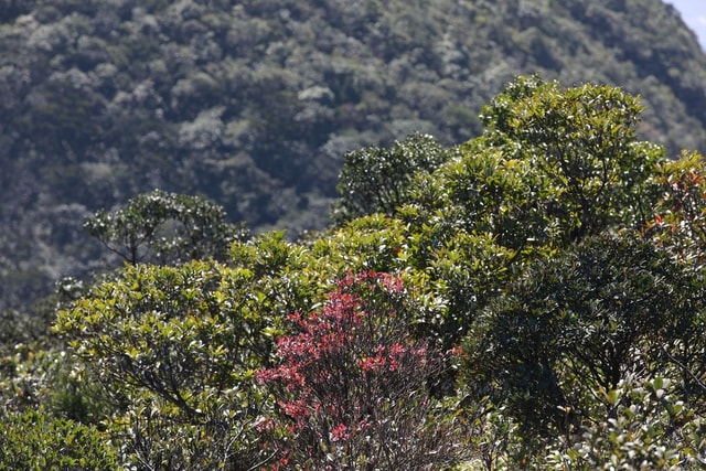 Du xuân trên "nóc nhà Quảng Trị" giữa mây Trường Sơn - Ảnh 4.