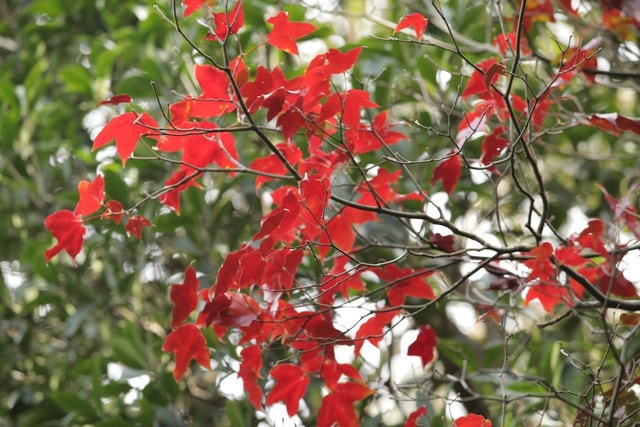 Du xuân trên "nóc nhà Quảng Trị" giữa mây Trường Sơn - Ảnh 5.