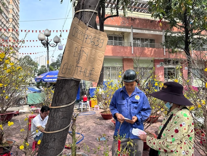 Dịch vụ cho thuê mai Tết 2026 gặp khó khăn vì cạnh tranh mai giá rẻ - Ảnh 1.