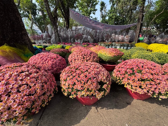 Khám phá các lọai hoa kiểng lạ tại chợ hoa Tết 2026 ở TP HCM - Ảnh 12.