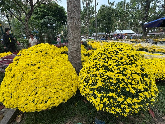 Khám phá các lọai hoa kiểng lạ tại chợ hoa Tết 2026 ở TP HCM - Ảnh 3.