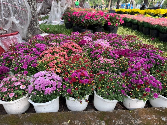 Khám phá các lọai hoa kiểng lạ tại chợ hoa Tết 2026 ở TP HCM - Ảnh 13.