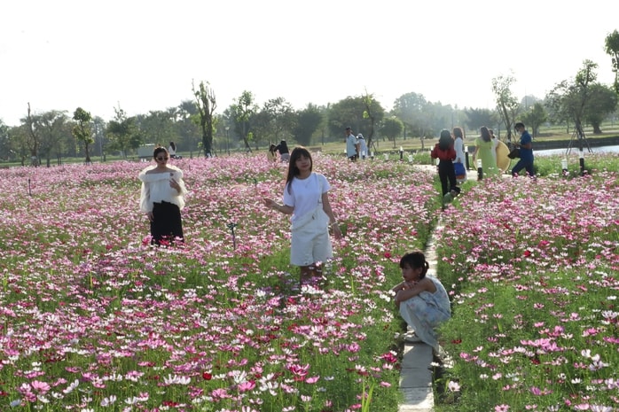 VIDEO: Cánh đồng hoa sao nhái tuyệt đẹp ở Cà Mau - Ảnh 11.