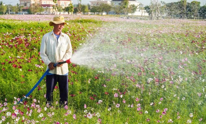 VIDEO: Cánh đồng hoa sao nhái tuyệt đẹp ở Cà Mau - Ảnh 2.