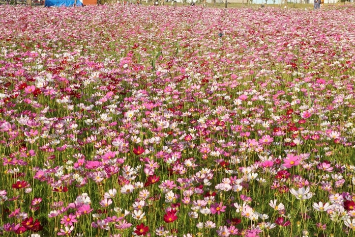 VIDEO: Cánh đồng hoa sao nhái tuyệt đẹp ở Cà Mau - Ảnh 3.