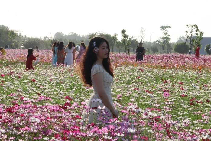 VIDEO: Cánh đồng hoa sao nhái tuyệt đẹp ở Cà Mau - Ảnh 5.